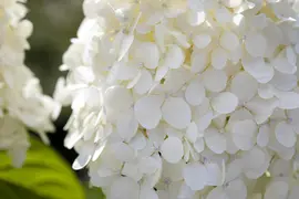 Hydrangea paniculata 'Limelight'(s) (Pluimhortensia 'Limelight') - afbeelding 16