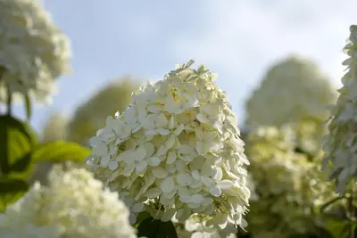 Hydrangea paniculata 'Limelight'(s) (Pluimhortensia 'Limelight') - afbeelding 17