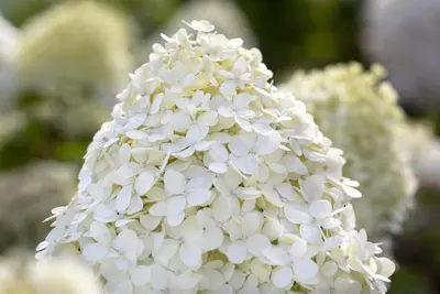 Hydrangea paniculata 'Limelight'(s) (Pluimhortensia 'Limelight') - afbeelding 18