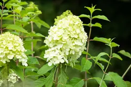 Hydrangea paniculata 'Limelight'(s) (Pluimhortensia 'Limelight') - afbeelding 19