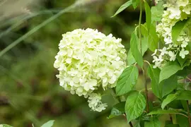 Hydrangea paniculata 'Limelight'(s) (Pluimhortensia 'Limelight') - afbeelding 20