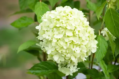Hydrangea paniculata 'Limelight'(s) (Pluimhortensia 'Limelight') - afbeelding 21