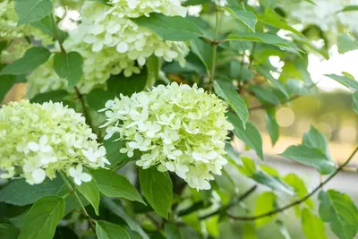 Hydrangea paniculata 'Limelight'(s) (Pluimhortensia 'Limelight') - afbeelding 24