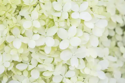 Hydrangea paniculata 'Limelight'(s) (Pluimhortensia 'Limelight') - afbeelding 27