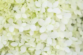 Hydrangea paniculata 'Limelight'(s) (Pluimhortensia 'Limelight') - afbeelding 27