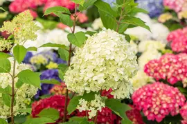 Hydrangea paniculata 'Limelight'(s) (Pluimhortensia 'Limelight') - afbeelding 31