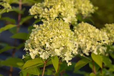 Hydrangea paniculata 'Limelight'(s) (Pluimhortensia 'Limelight') - afbeelding 32