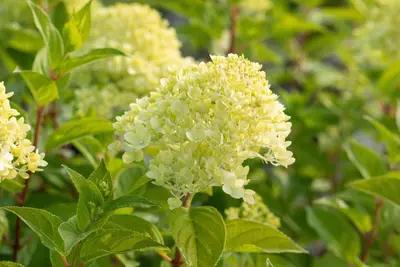 Hydrangea paniculata 'Limelight'(s) (Pluimhortensia 'Limelight') - afbeelding 33