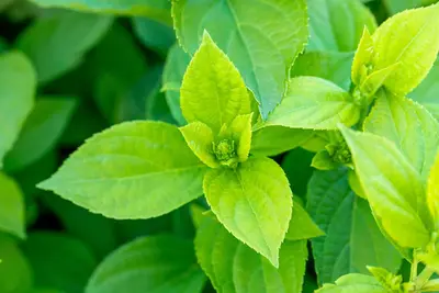 Hydrangea paniculata 'Limelight'(s) (Pluimhortensia 'Limelight') - afbeelding 34