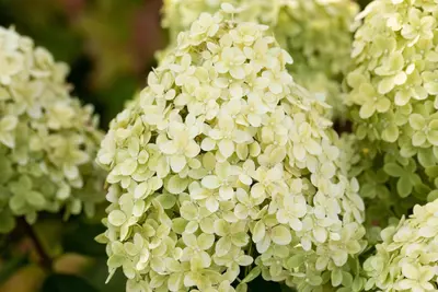 Hydrangea paniculata 'Limelight'(s) (Pluimhortensia 'Limelight') - afbeelding 39