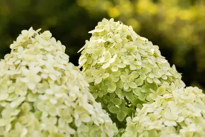 Hydrangea paniculata 'Limelight'(s) (Pluimhortensia 'Limelight') - afbeelding 40