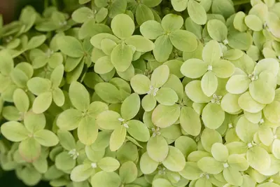 Hydrangea paniculata 'Limelight'(s) (Pluimhortensia 'Limelight') - afbeelding 41