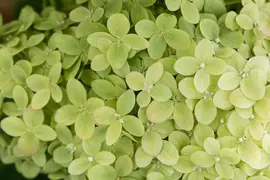 Hydrangea paniculata 'Limelight'(s) (Pluimhortensia 'Limelight') - afbeelding 41