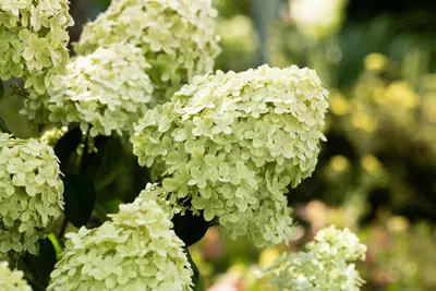 Hydrangea paniculata 'Limelight'(s) (Pluimhortensia 'Limelight') - afbeelding 42