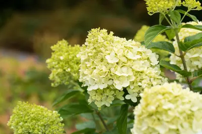 Hydrangea paniculata 'Limelight'(s) (Pluimhortensia 'Limelight') - afbeelding 45