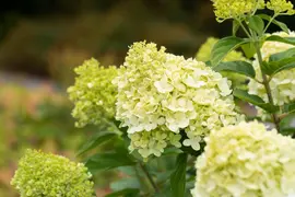 Hydrangea paniculata 'Limelight'(s) (Pluimhortensia 'Limelight') - afbeelding 45