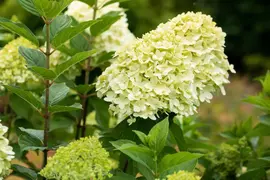Hydrangea paniculata 'Limelight'(s) (Pluimhortensia 'Limelight') - afbeelding 46