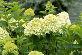 Hydrangea paniculata 'Limelight'(s) (Pluimhortensia 'Limelight') - afbeelding 47