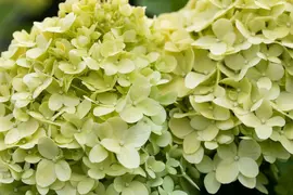 Hydrangea paniculata 'Limelight'(s) (Pluimhortensia 'Limelight') - afbeelding 48
