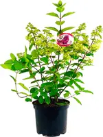 Hydrangea paniculata 'Mega Mindy' (Pluimhortensia) 60cm kopen?