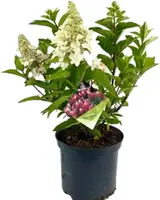 Hydrangea paniculata 'Pinky Winky' (Pluimhortensia) 60cm kopen?