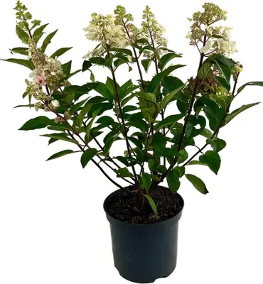 Hydrangea paniculata 'Pinky Winky' (Pluimhortensia) 60cm - afbeelding 3