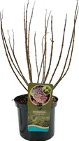 Hydrangea paniculata 'Pixio' (Pluimhortensia) 60cm - afbeelding 2