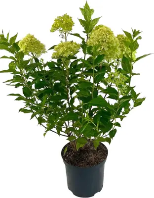 Hydrangea paniculata 'Pixio' (Pluimhortensia) 60cm - afbeelding 1