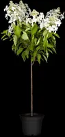 Hydrangea paniculata (Pluimhortensia) - afbeelding 13