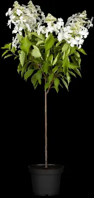 Hydrangea paniculata (Pluimhortensia) - afbeelding 13