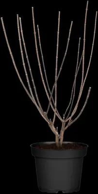 Hydrangea paniculata (Pluimhortensia) - afbeelding 21