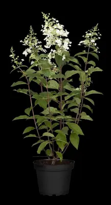 Hydrangea paniculata (Pluimhortensia) - afbeelding 22