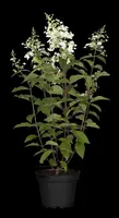 Hydrangea paniculata (Pluimhortensia) - afbeelding 22