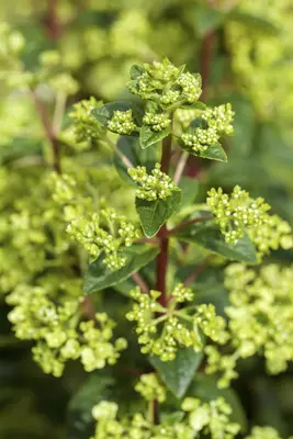 Hydrangea paniculata (Pluimhortensia) - afbeelding 1