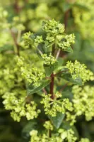 Hydrangea paniculata (Pluimhortensia) - afbeelding 1