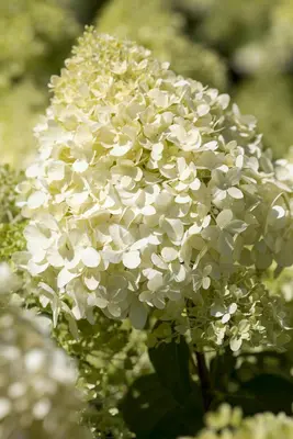 Hydrangea paniculata (Pluimhortensia) - afbeelding 7