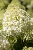 Hydrangea paniculata (Pluimhortensia) - afbeelding 7