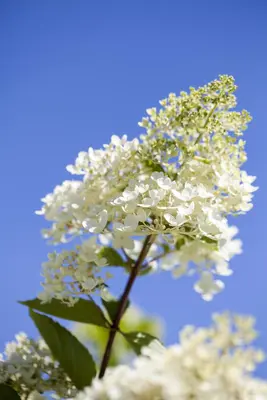Hydrangea paniculata (Pluimhortensia) - afbeelding 20
