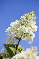 Hydrangea paniculata (Pluimhortensia) - afbeelding 20