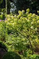 Hydrangea paniculata (Pluimhortensia) - afbeelding 33