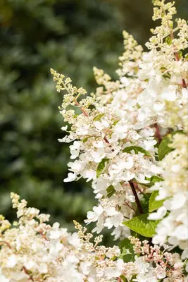 Hydrangea paniculata (Pluimhortensia) - afbeelding 36