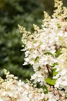 Hydrangea paniculata (Pluimhortensia) - afbeelding 36