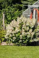 Hydrangea paniculata (Pluimhortensia) - afbeelding 43