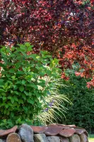 Hydrangea paniculata (Pluimhortensia) - afbeelding 51