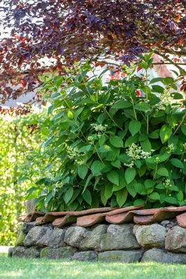 Hydrangea paniculata (Pluimhortensia) - afbeelding 53