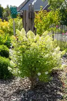 Hydrangea paniculata (Pluimhortensia) - afbeelding 63