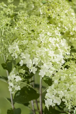 Hydrangea paniculata (Pluimhortensia) - afbeelding 3