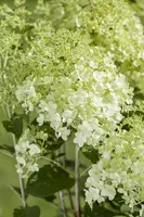 Hydrangea paniculata (Pluimhortensia) - afbeelding 3