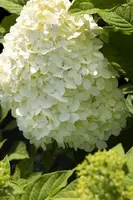 Hydrangea paniculata (Pluimhortensia) - afbeelding 28