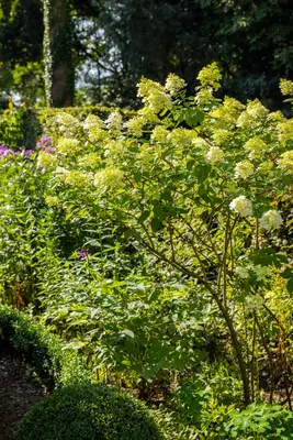 Hydrangea paniculata (Pluimhortensia) - afbeelding 33